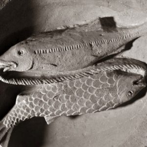 Poisson Zodiaque Basilique de Vézelay
